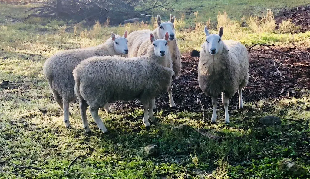 Engage with the sheep.
